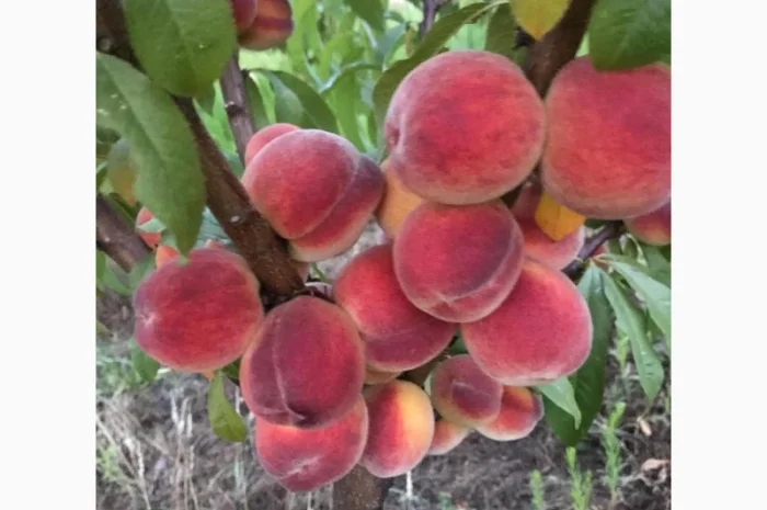 Продаж персиків- фото № 4