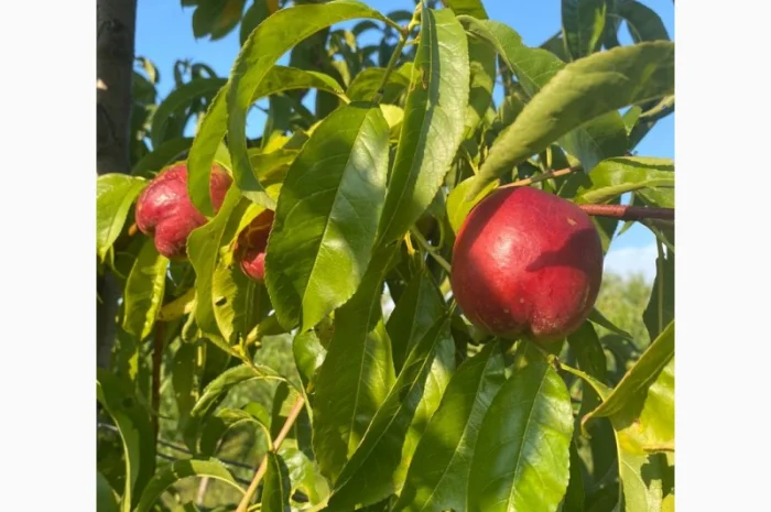 Оптовий продаж персиків-нектаринок- фото № 3