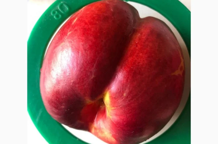 Оптовий продаж персиків-нектаринок- фото № 4