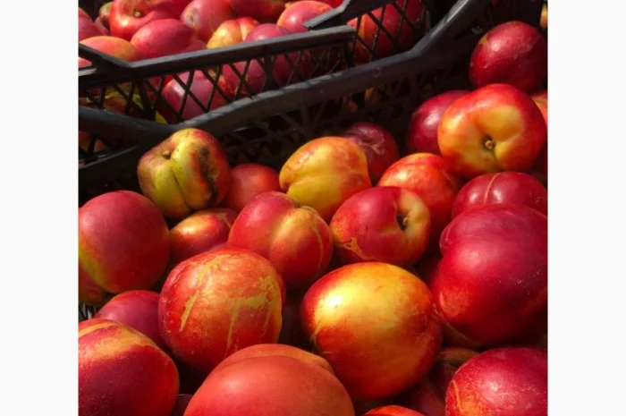 Оптовий продаж персиків-нектаринок- фото № 5