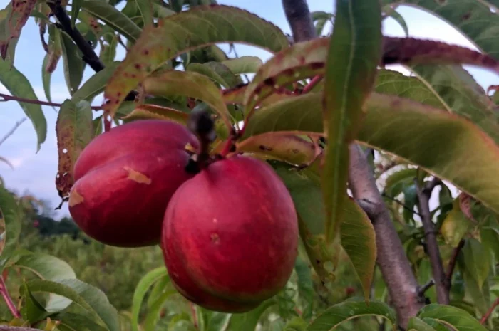 Оптовий продаж персиків-нектаринок- фото № 7