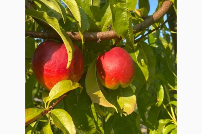 Оптовий продаж персиків-нектаринок- фото № 8