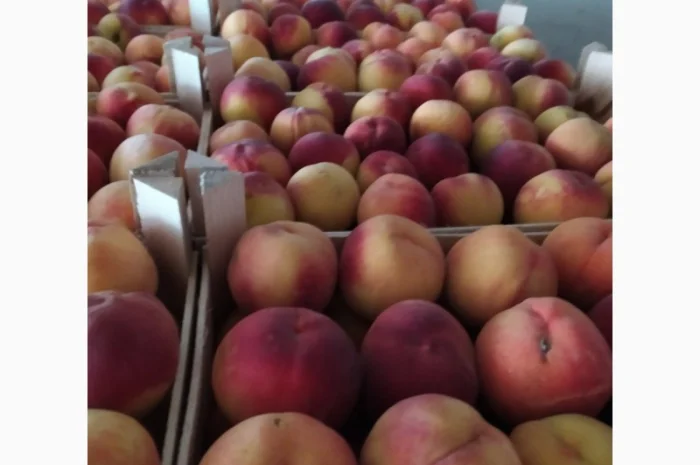 Продам персик сорт ретхавен- фото № 1