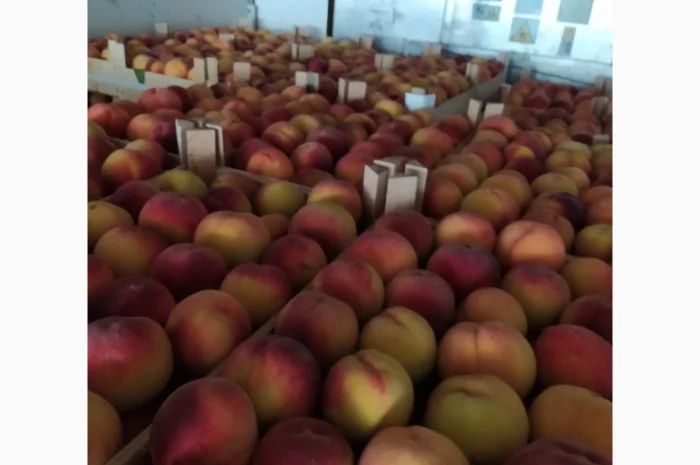 Продам персик сорт ретхавен- фото № 2