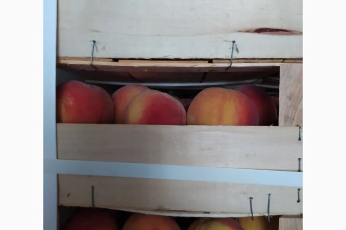 Продам персик сорт ретхавен- фото № 4