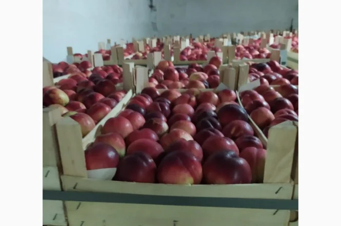 Продам нектарин- фото № 1