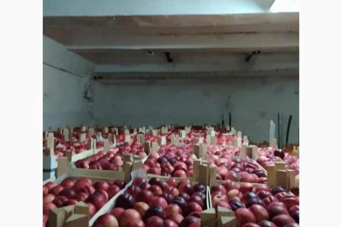 Продам нектарин- фото № 2