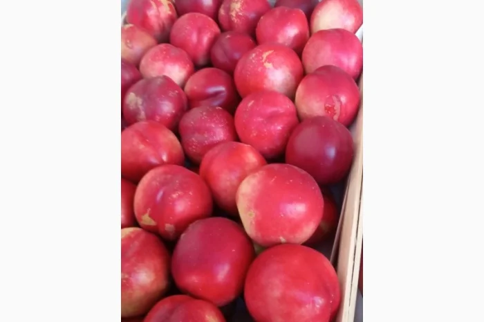 Продам нектарин- фото № 3