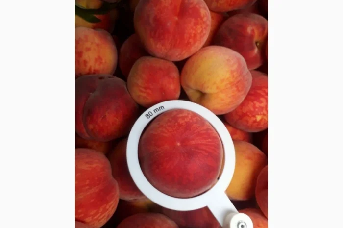 ОПТОВИЙ продаж персика з саду : середніх та пізніх сортів дозрівання.Самовивіз- фото № 3