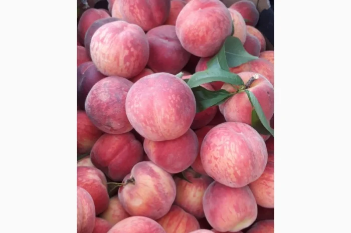 ОПТОВИЙ продаж персика з саду : середніх та пізніх сортів дозрівання.Самовивіз- фото № 5