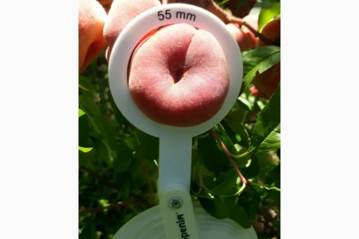 ОПТОВИЙ продаж персика з саду : середніх та пізніх сортів дозрівання.Самовивіз- фото № 7