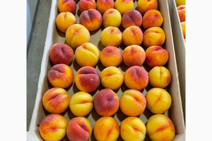 ОПТОВИЙ продаж персика з саду : середніх та пізніх сортів дозрівання.Самовивіз- фото № 2