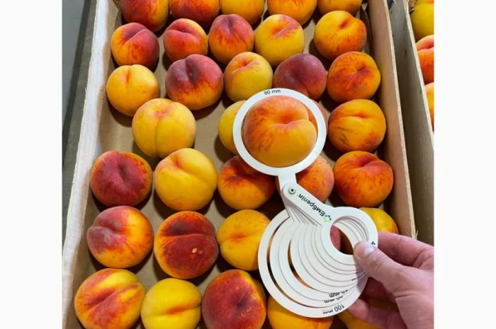 ОПТОВИЙ продаж персика з саду : середніх та пізніх сортів дозрівання.Самовивіз- фото № 1