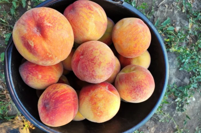 Продам персик, сорт Харбингер- фото № 1