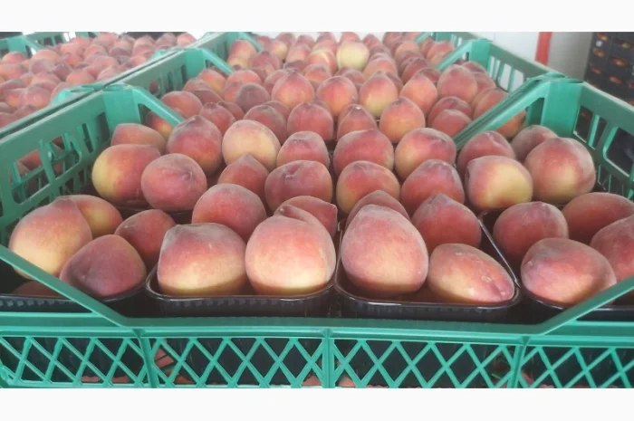 Персик урожай 2023, оптом из Турции- фото № 1