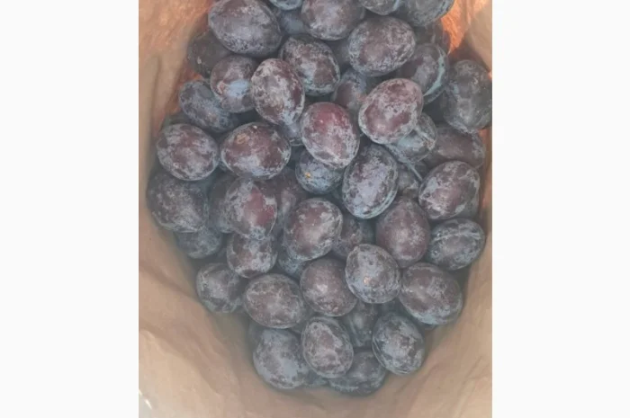 Продам сливу заморожену, сорт Стенлей- фото № 2