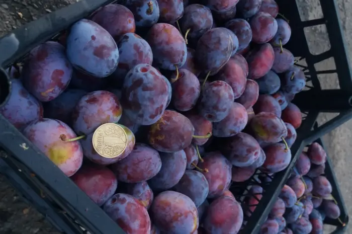 Сливка, свіжі плоди на продаж- фото № 1