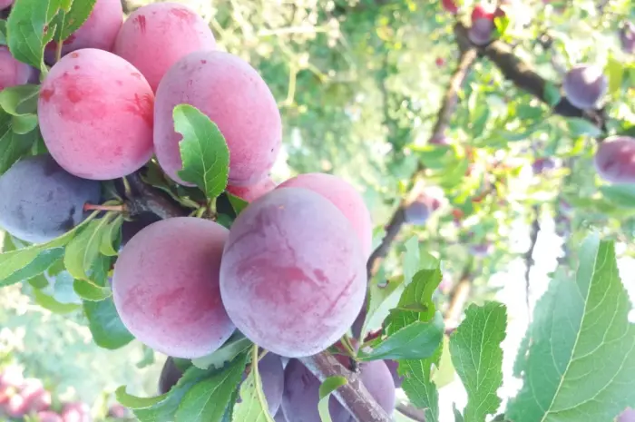 Сливка, свіжі плоди на продаж- фото № 10