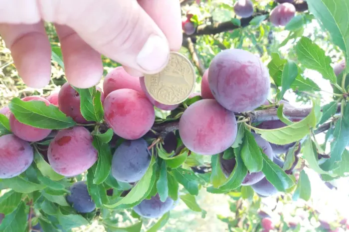 Сливка, свіжі плоди на продаж- фото № 11