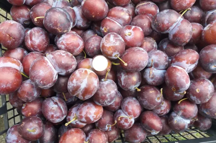 Сливка, свіжі плоди на продаж- фото № 2