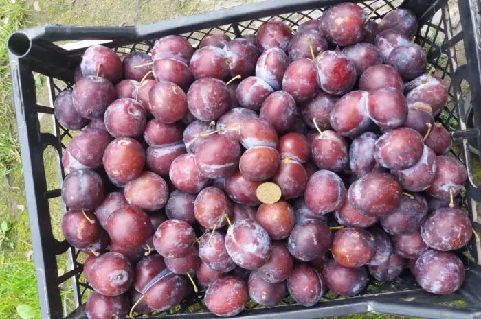 Сливка, свіжі плоди на продаж- фото № 5
