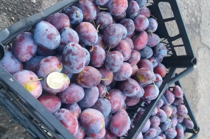 Сливка, свіжі плоди на продаж- фото № 8