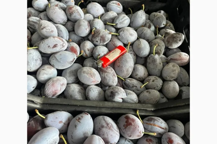 Продам товарну сливу сорт стенлей- фото № 1