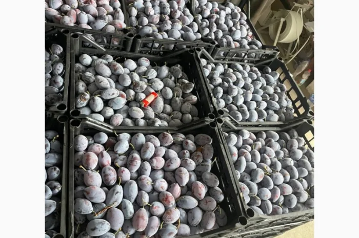 Продам товарну сливу сорт стенлей- фото № 2