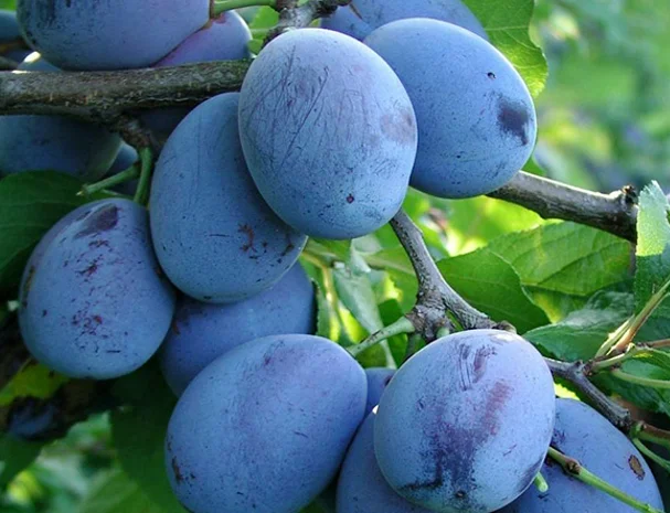 Купую сливу для переробки- фото № 1