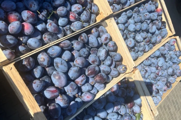 Продажа слива- фото № 3