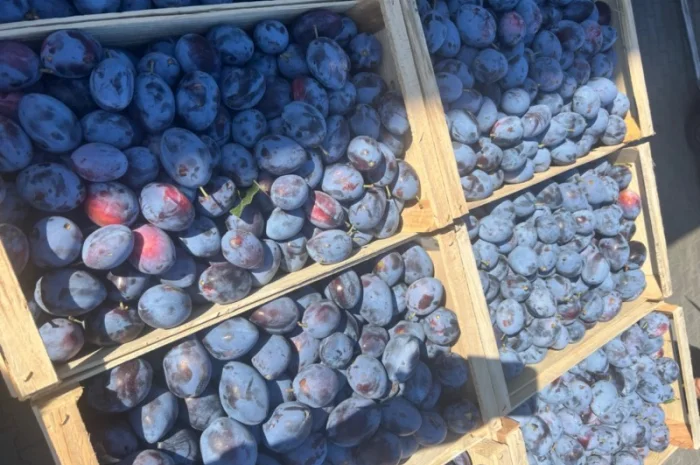 Продажа слива- фото № 6