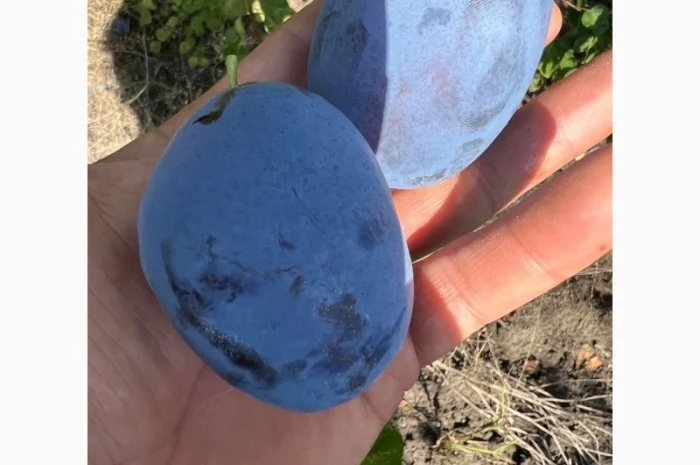 Продажа слива- фото № 7