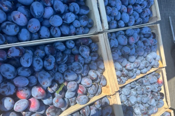 Продажа слива- фото № 8