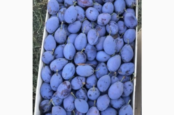 Продажа слива- фото № 12