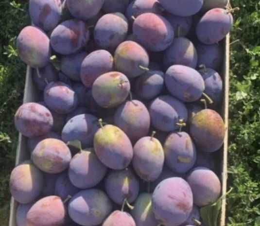 Продажа слива- фото № 13