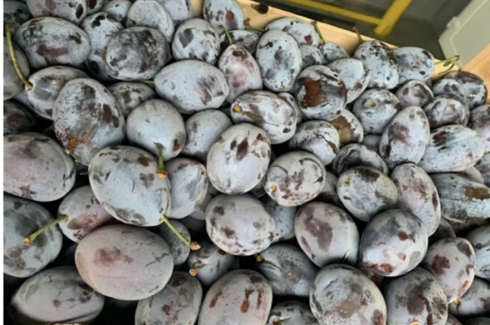 Продажа слива- фото № 14