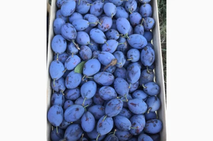 Слива : президент, стенлей, топ-хит, блю-фри- фото № 3