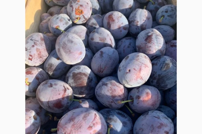 Слива : президент, стенлей, топ-хит, блю-фри- фото № 4