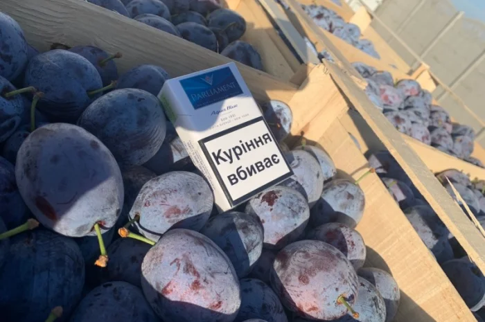 Слива : президент, стенлей, топ-хит, блю-фри- фото № 5