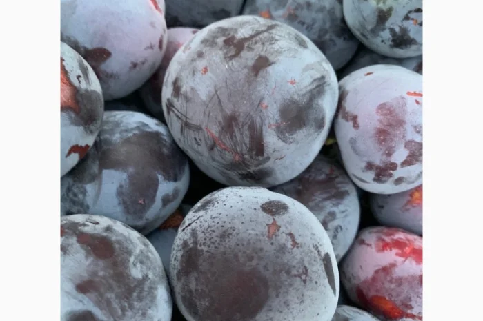 Слива : президент, стенлей, топ-хит, блю-фри- фото № 6