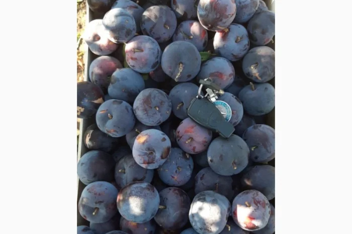 Слива : президент, стенлей, топ-хит, блю-фри- фото № 7