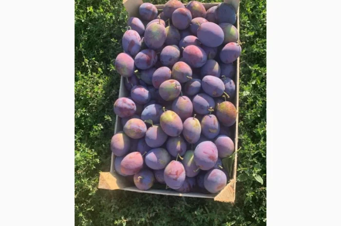 Слива : президент, стенлей, топ-хит, блю-фри- фото № 8