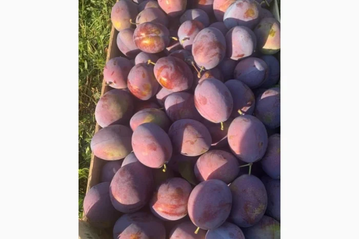 Слива : президент, стенлей, топ-хит, блю-фри- фото № 9