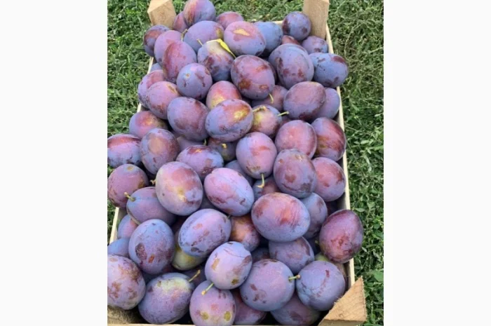 Слива : президент, стенлей, топ-хит, блю-фри- фото № 10