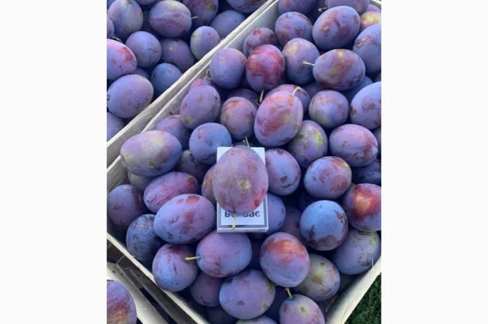 Слива : президент, стенлей, топ-хит, блю-фри- фото № 11