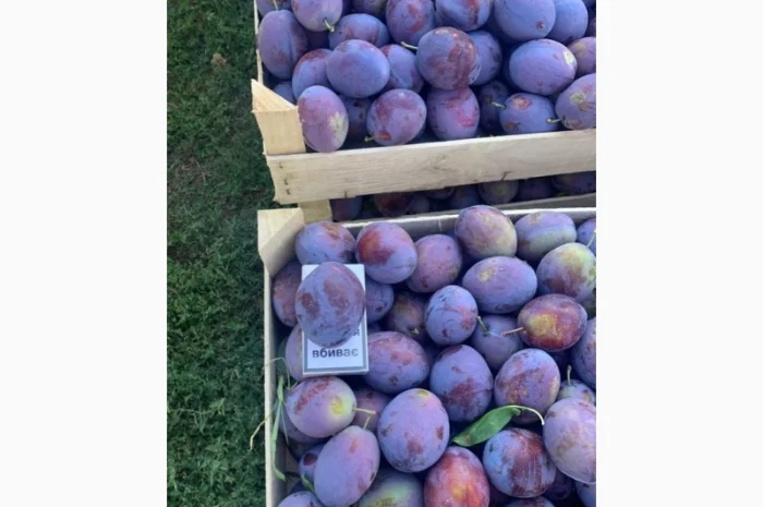 Слива : президент, стенлей, топ-хит, блю-фри- фото № 12