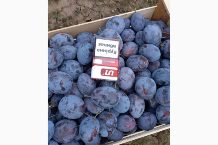 Слива : президент, стенлей, топ-хит, блю-фри- фото № 13