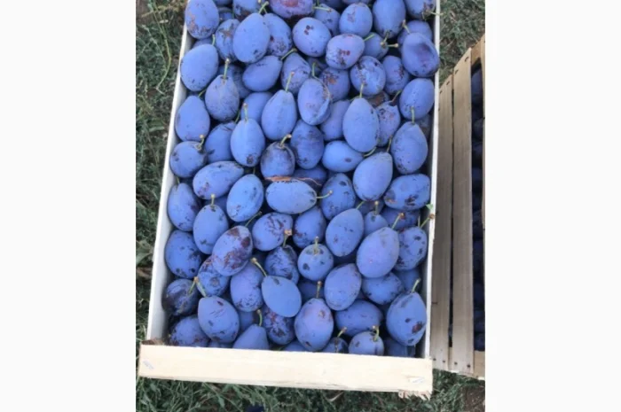 Слива : президент, стенлей, топ-хит, блю-фри- фото № 2