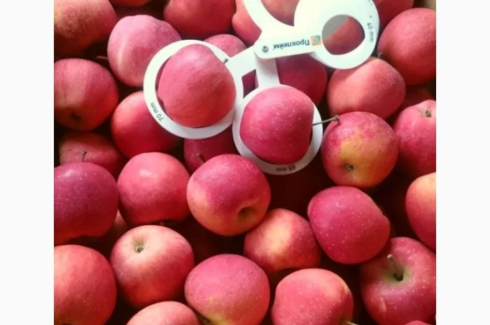 ЯБЛУКА зимових сортів реалізовуємо ОПТОМ з холодильної камери Smart fresh- фото № 1