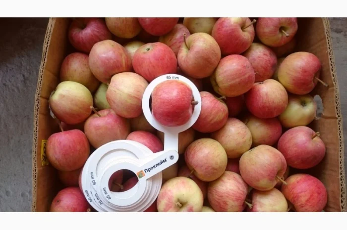 ЯБЛУКА зимових сортів реалізовуємо ОПТОМ з холодильної камери Smart fresh- фото № 2